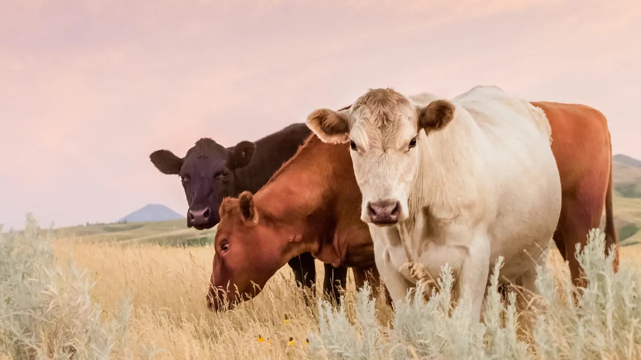 Precision Microbiome Editing