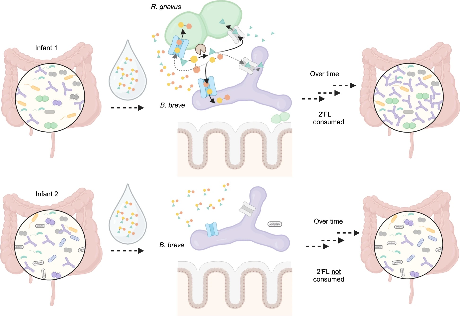 Bifidobacterium Paper
